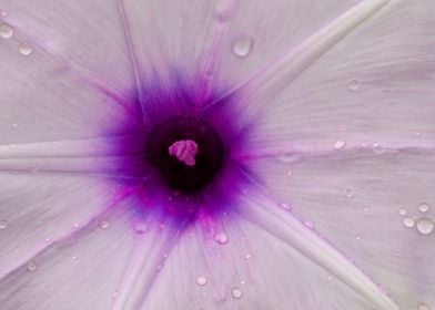 Close Up Flower