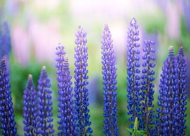 Lupines flowers