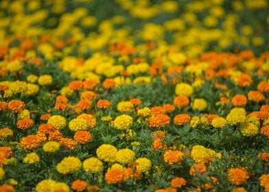 Marigold Flowers