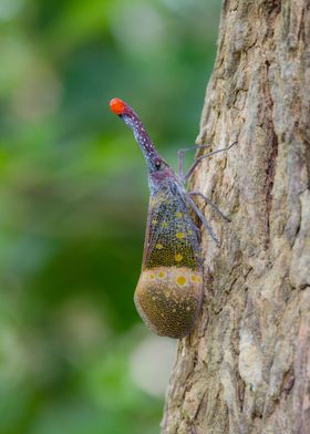 Lantern Bug