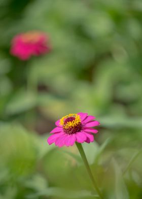 Sneezeweeds Flowers