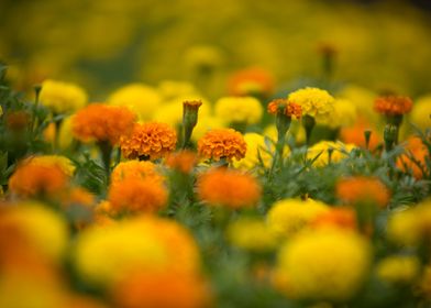 Marigold Flowers