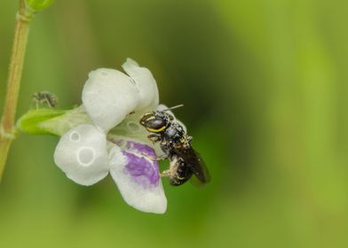 Bee and Flower