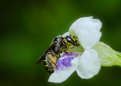 Bee and Flower