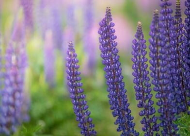 Lupines flowers