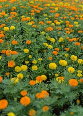 Marigold Flowers