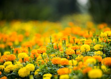 Marigold Flowers