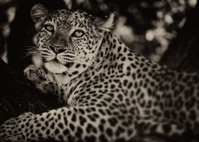 Leopard Hunts in the Dark