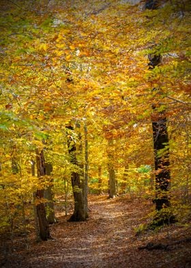 Golden Yellow Fall Forest