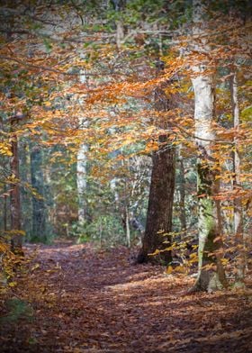 Rust Fall Forest