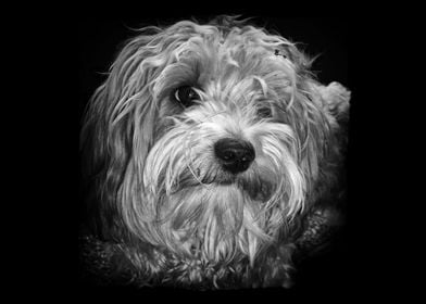 Havanese