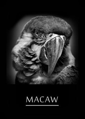 Macaw