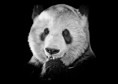 Giant panda