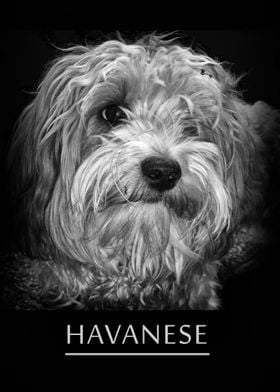 Havanese