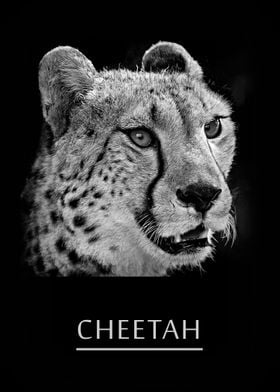 Cheetah