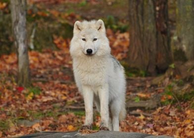 White and Black Wolf