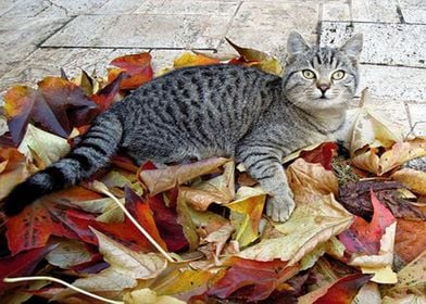 My Cat in Autumn