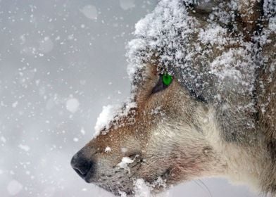 Wolf in the snow