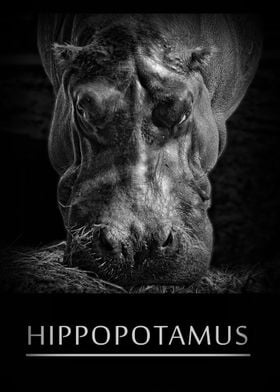 Hippopotamus