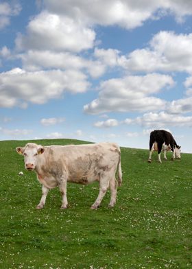 cattle feeding on grass