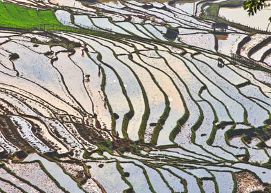 Working on rice terraces