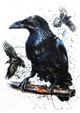 Raven watercolor