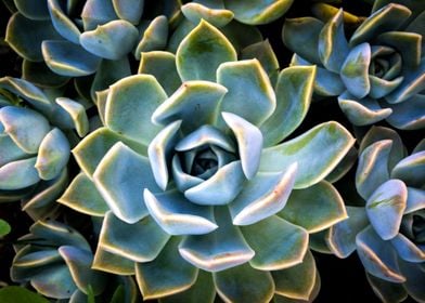 Succulent Plant