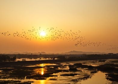 A flock of flying egrets 