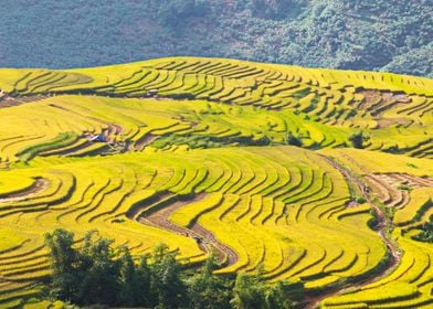 A good harvest landscape