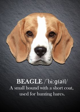 Beagle dog