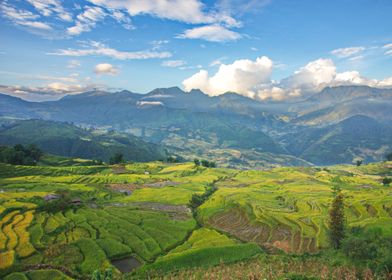 Ripen rice terraces