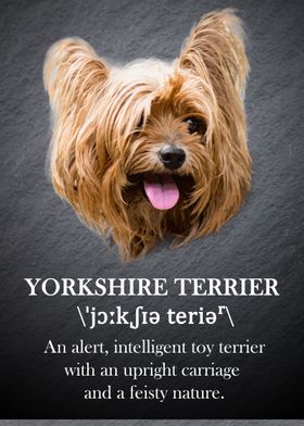 Yorkshire Terrier