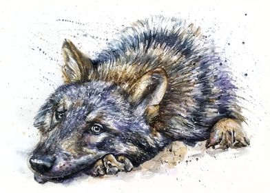 Wolf watercolor 2