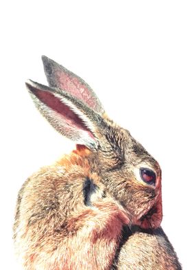 Rabbit Portrait