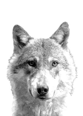 Black and White Wolf 