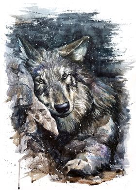 Wolf life