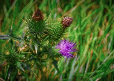 Triple Thistles