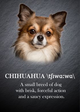 Chihuahua dog