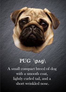 Pug dog