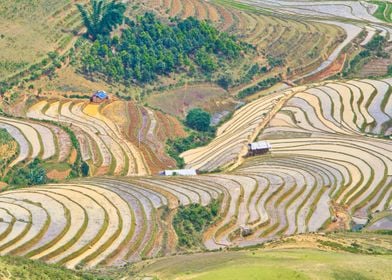 Rice terraces before crop