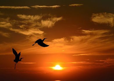 Birds at sunset