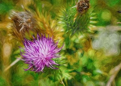 Purple Thistle