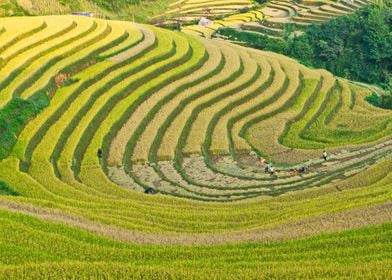 Valley of ripen rice