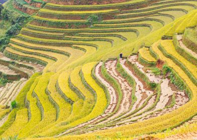 Farmer harvesting rice