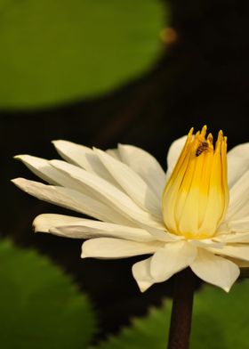 Bee on water lily
