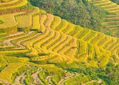 Rice terraces along slopes