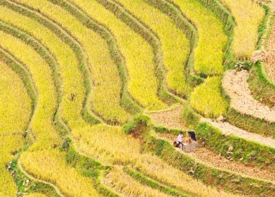 Farmers harvesting rice