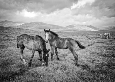 Pair of Foals bw