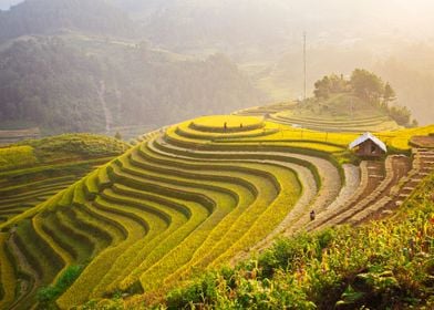 The hill of ripen rice