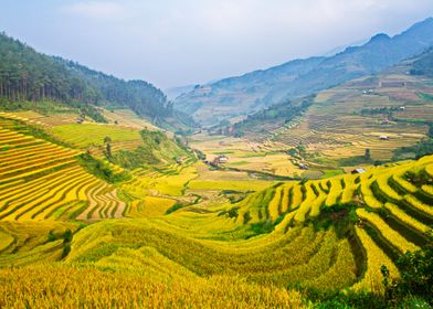 Nice terraced fields